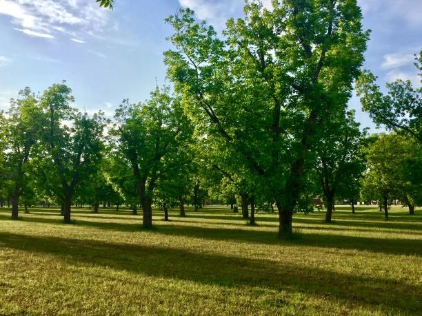 A mature pecan grove with grass growing beneath the trees