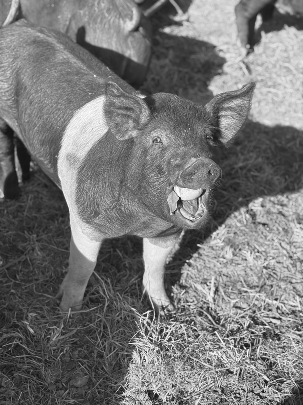 A pasture-raised hog standing on open grass