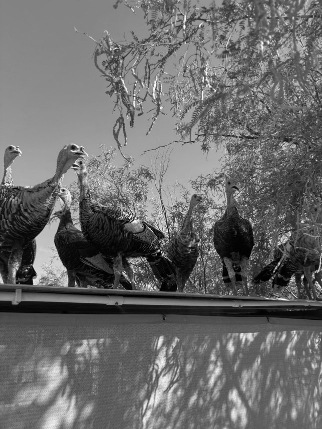 Turkeys perched along a shade structure beneath mesquite branches