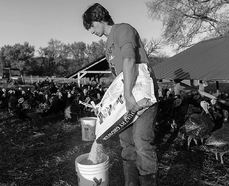 Wyatt Mullenaux pouring feed for a flock of turkeys at All Grass Farms